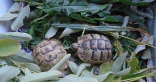 Две костенурки от защитен вид са конфискувани на Капитан Андреево