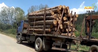 Уволниха горски надзирател, превозвал незаконна дървесина