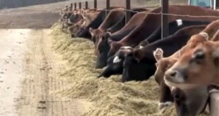 Остър недостиг на сурови фуражи изпитват производителите на биомляко в Германия