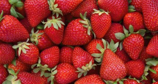 Най-голямата ферма за разсад на ягоди във Великобритания- собственост на българин