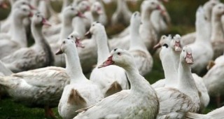 Птичи грип в пловдивското село Чоба
