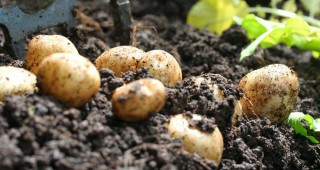 Слаба ще бъде реколтата от картофи тази година в Европейския съюз