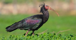 Благодарение на природозащитните усилия два емблематични вида птици са спасени от изчезване