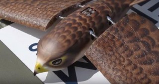 Сокол-дрон ще помага при гоненето на птици около канадско летище