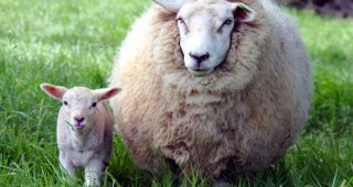 От днес започва прием по схемата de minimis за овце и кози майки под селекционен контрол