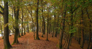 Променя се декларация за обекта на ЮНЕСКО Старите и първични букови гори на Карпатите и други региони в Европа
