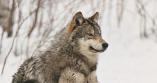 Германия трябва да регулира популацията от вълци