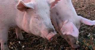В ЕС обсъждат нови начини за борба с африканската чума по свинете