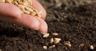 Сеитбената кампания на зърнено-житни култури в Сливенска област още не е приключила
