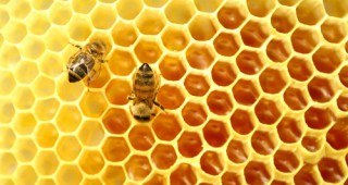 Състояние на пчеларството в област Смолян