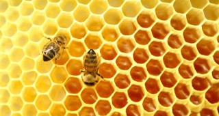 Пчеларите кандидатстват за помощ de minimis от 17 декември