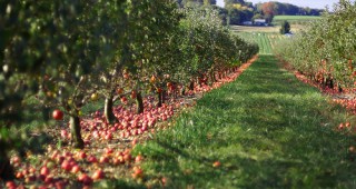 Намалява търсенето на ябълки