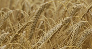 През последната седмица се отчита леко намаление на средните изкупни цени на пшеница, царевица и слънчоглед