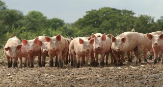 Африканската чума по свинете е унищожила най-малко две раси домашни свине в Украйна