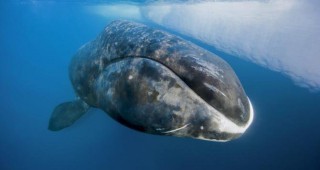 Зачестяват случаите на оплитане на китове в риболовни мрежи край бреговете на САЩ