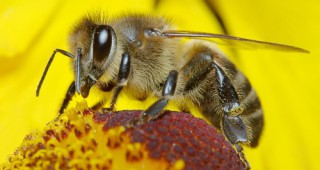 БАБ подкрепя исканията на българските пчелари