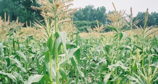 Българските учени щели да докажат на Европа вредата от ГМО