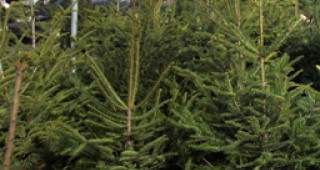 Коледни елхи без контролни пластини задържаха от РДГ Сливен