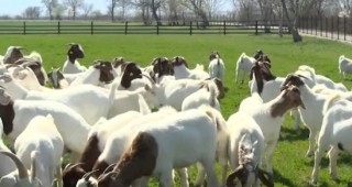 Отглеждане на месодайни кози порода Боер и иновативни системи за целогодишно производство на сочни зелени фуражи