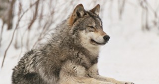 Популацията на вълците във Франция нараства