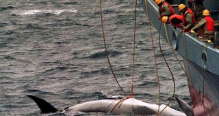 Япония възобновява стопанския китолов