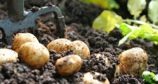 В Перу селектираха нов сорт картофи
