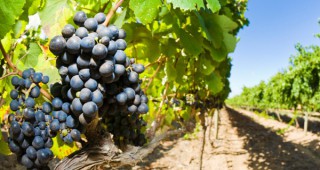 Новата лозаро-винарска програма тръгва от 28 януари 2019 г.