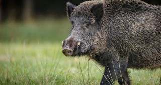 Нов случай на африканска чума при дива свиня в област Силистра
