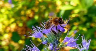 От днес e отворен нов прием по мерките от Националната програма по пчеларство