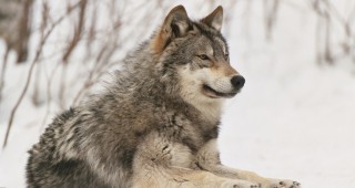 Екоминистерството в Берлин не иска допълнителни мерки срещу вълците