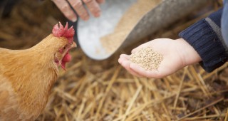 ЕК започна процедура за обществена консултация относно добавки при храненето на животните