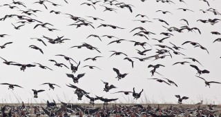 Проследяват промените в броя на зимуващите водолюбиви птици в страната