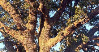 Вековен дъб край село Черепово е обявен за защитено дърво