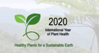ООН обяви 2020 г. за Международна година на здравето на растенията