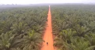 Да се забрани употребата на палмово масло за биодизел