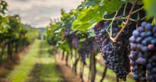 Стартира прием на заявления по новата лозаро-винарска програма
