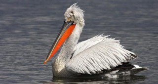 Ремонтират платформите за гнездене на къдроглави пеликани на остров Персин
