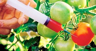 Изгодно ли е генетичното инженерство в земеделието?