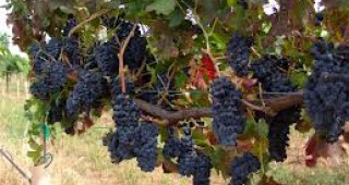 За трета поредна година винопроизводители от Мелник ще отпразнуват Св. Трифон Зарезан