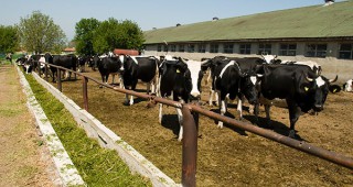 БАБХ няма информация до нашата страна да е стигнало част от полско месо от болни крави