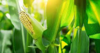 ЕП гласува срещу вноса на нови сортове царевица, рапица и памук