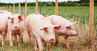 Ръст на производството на свинско във Великобритания