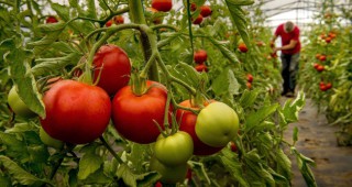 ЕК прогнозира спад в производството на домати