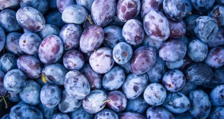 Плодовете в България – количественото натрупване има нужда от качествен скок