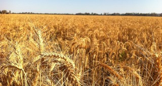 Русия очаква повече от 120 млн. тона зърнена реколта
