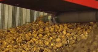 Германия с най-слабата картофена реколта от 28 години насам