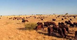 Рекордно малък брой говеда в Австралия