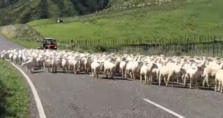 Рекордно малко поголовие на овце в Нова Зеландия