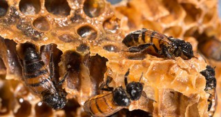 Изплатени са над 3,3 млн. лева de minimis за пчеларите