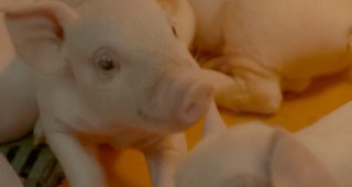 Огнища на класическа чума по свинете в Япония